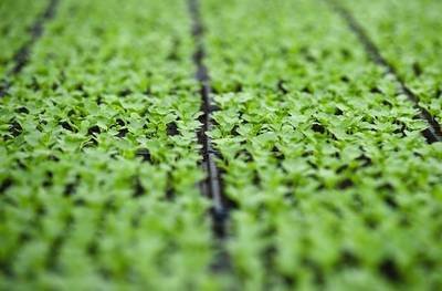 seed starter trays